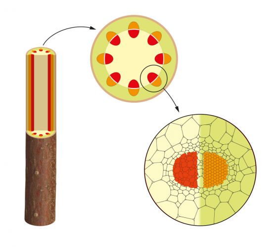 Cross section of a plant